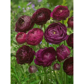 Pryskyřník 'Ranunculus purple' 3 ks