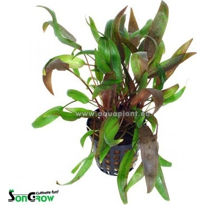 Cryptocoryne wendtii brown - Kryptokoryna Wendtova Brown