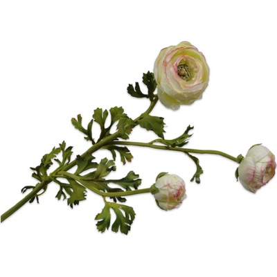Pryskyřník - ranonculus zelený V70 cm