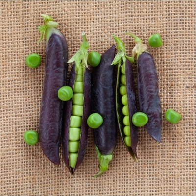 BIO Hrach Blauwschokker - Pisum sativum - bio semená hrachu - 25 ks