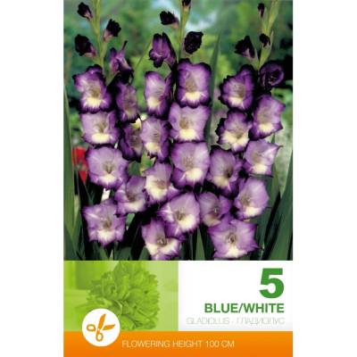 Seklos Гладиола бяло и синьо Gladiolus blue white - 5 бр луковицa