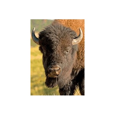 (B) 3D pohľadnica Bison