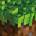 C418 - Minecraft Volume Alpha (Transparent Green Vinyl) (LP) (0804297824338)
