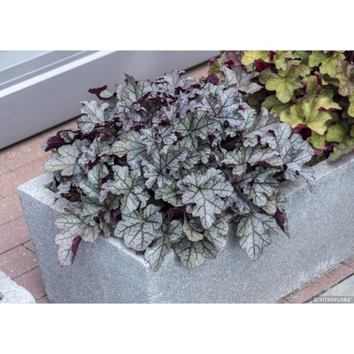 Heuchera hybrida REX SILVER - dlužicha