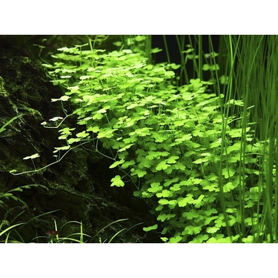Hydrocotyle tripartita