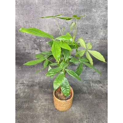 Pachira Aquatica, strom štěstí 14 cm