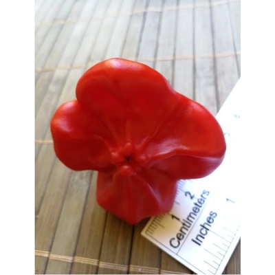 Jamaican Bell 18-CB3-3-11 (chilli semena) 1 ks