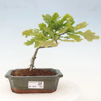 e-bonsai Venkovn bonsai - Quercus robur - Dub letn - Heureka.cz