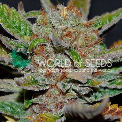World of Seeds Bubba Haze regular semienka neobsahujú THC 10 ks