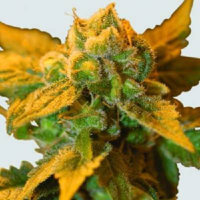 Nirvana Raspberry Cough regular semena neobsahují THC 10 ks