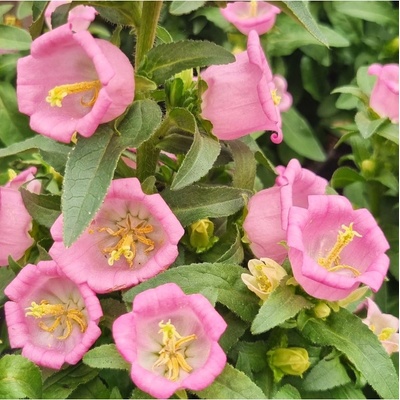 Zvonček záhradný Champion F1 Pink - Campanula medium - predaj semien - 15 ks