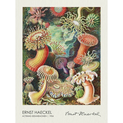 Plagát, Obraz - Actiniae–Seeanemonen (1904), Ernst Haeckel, 30 × 40 cm