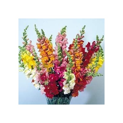 ? Семена на цветя Антиринум (Кученца) Микс - 7500 бр. (1 г) (504500)