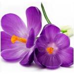 DIMEX ART Флизелинов фототапет минзухар 225 x 250 см