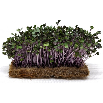 Tiny Greens Červené zelí Scarlet BIO semínka na klíčení a microgreens 200 g