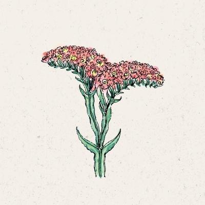Jora Dahl Limonka zohnutá "QIS Apricot" Limonium sinuatum 1 bal.