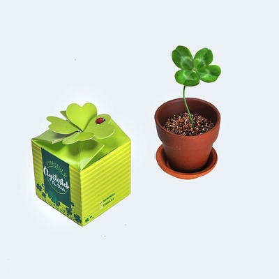 Divja Vypěstuj si čtyřlístek pro štěstí – Zbozi.Blesk.cz