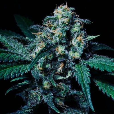 R-Kiem Seeds Negra 44 semena neobsahují THC 5 ks