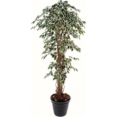 Luxusní umělý strom FICUS LIANAS GF green/ cream, 180cm