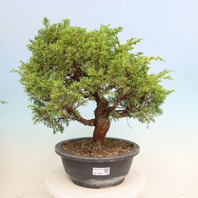 e-bonsai Venkovní bonsai - Juniperus chinensis Itoigawa-Jalovec čínský