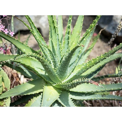 Aloe spinosissima, výška 30 cm, kvetináč 12 l