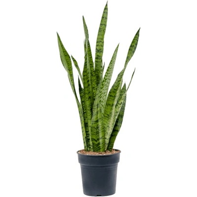 Sansevieria zeylanica 12x40 cm