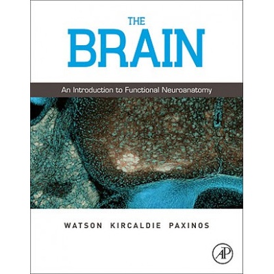 Brain