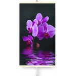 Warmcoin Orchid