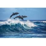DIMEX ART Флизелинов фототапет три делфина 375 x 250 см