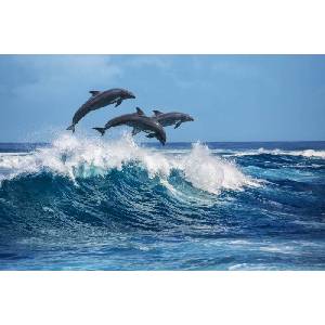 DIMEX ART Флизелинов фототапет три делфина 375 x 250 см