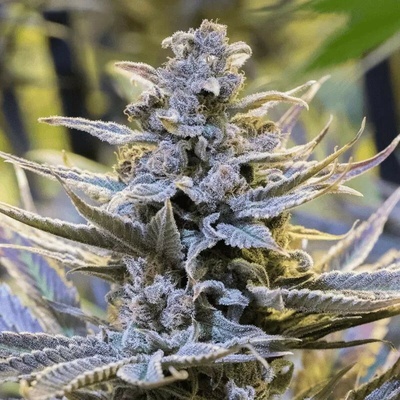 CookielatoSilent Seeds semienka neobsahujú THC 3 ks