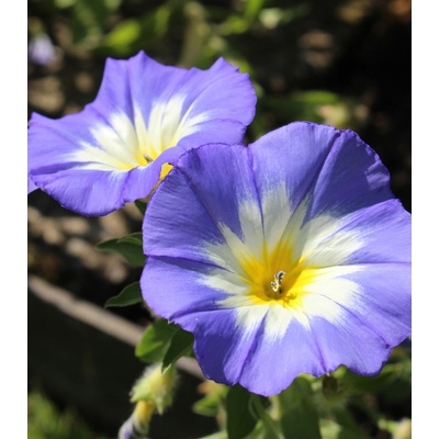 Pupenec trojfarebný Royal Ensign - Convolvulus tricolor - semená - 50 ks
