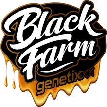 Black Farm Genetix Wasabi semena neobsahují THC 5 ks