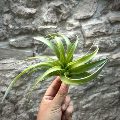 Tillandsia Marvelous Masterpiece