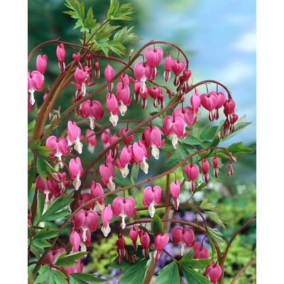 Srdcovka nádherná 'Spectabilis' v květináči