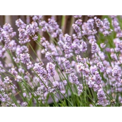 Levanduľa úzkolistá Rosea, kvetináč 12 cm