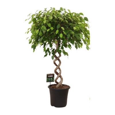 Ficus Benjamina Exotica spiral 32x140 cm