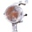 ALK-3301952