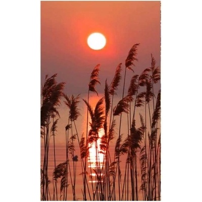 DIMEX ART Флизелинов фототапет тръстика на езерото 150 x 250 см