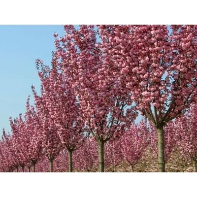 Okrasná čerešňa Royal Burgundy na 120-130 cm kmienku, výška 170-220 cm, kvetináč 15-20 l