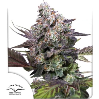 Dutch Passion Candy Bubatz XL semena neobsahují THC 10 ks