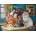 SunsOut - Puzzle Kitten Tableau 500 - 500 piese