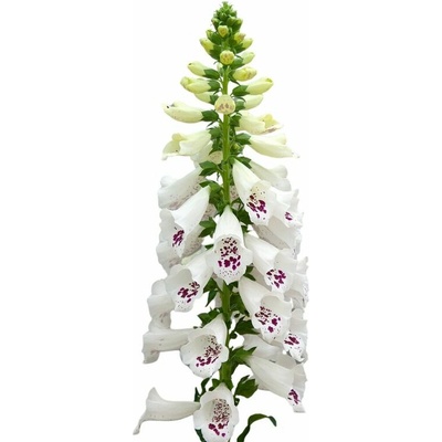 Náprstník Dottie White - Digitalis purpurea, kont. 1 l
