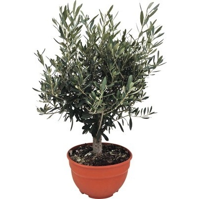 Olivovník európsky FloraSelf Olea europaea 20-40 cm kvetináč Ø 25 cm