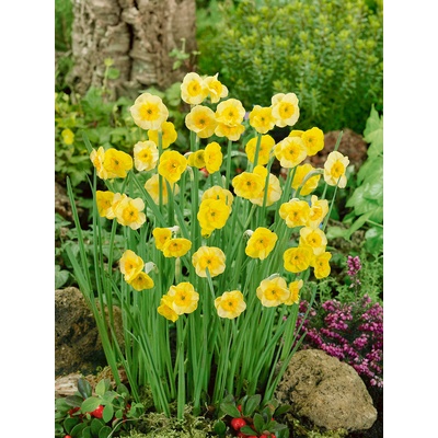 Narcis 'Sun disc' 5 ks – Hledejceny.cz