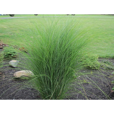 Ozdobnica čínska Gracillimus