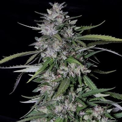 Don Avalanche Seeds Don Forbidden Fruit semena neobsahují THC 5 ks