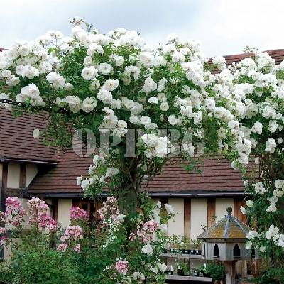 Разсад за уникални катерливи рози Айсберг