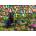 Cobble Hill - Puzzle Good Boys - 500 piese