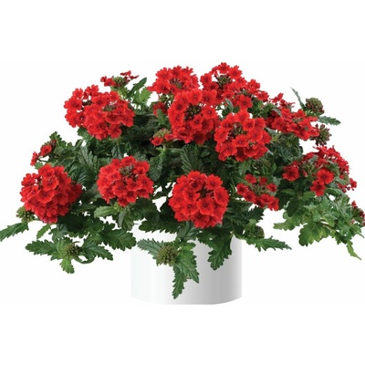 Železník Vanessa Compact Red